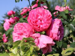 Bestellm&ouml;glichkeit Rose: Leonardo da Vinci Foto Horstmann