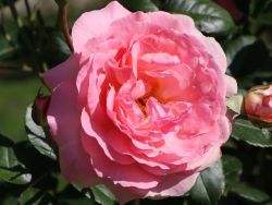 Kletterrose `Sorbet` ®, Rosa `Sorbet` ® - Pflanzen - Garten - Blumen