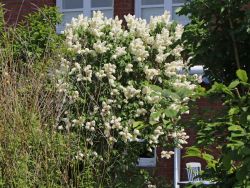 Edelflieder `Primrose`, 80-100 cm, Syringa vulgaris `Primrose`, Containerware