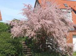 Frühlingstamariske / Kleinblütige Tamariske, 60-100 cm, Tamarix parviflora