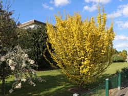 Goldulme `Wredei`, Stamm 80-100 cm, 120-150 cm, Ulmus carpinifolia `Wredei`