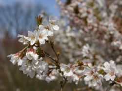 Geschlitzte Kirsche `Kojou-no-mai`, Prunus incisa `Kojou-no-mai`