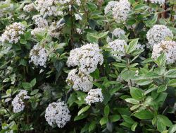 Baumschule Horstmann: Osterschneeball / Immergrüner Schneeball, 40-60 cm, Viburnum burkwoodii
