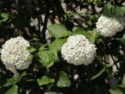 Gro�blumiger Duft-Schneeball - Viburnum carlcephalum