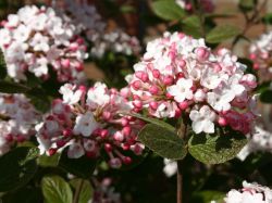 Baumschule Horstmann: Koreanischer Duft-Schneeball, 30-40 cm, Viburnum carlesii, Containerware