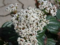 Baumschule Horstmann: Immergrüner Kissen-Schneeball, 20-25 cm, Viburnum davidii, Containerware