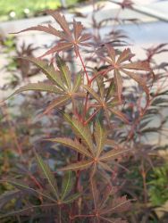 Fächer-Ahorn `Beni kagami`, 30-40 cm, Acer palmatum `Beni kagami`, Containerware