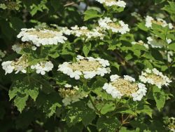 Gemeiner Schneeball - Viburnum opulus