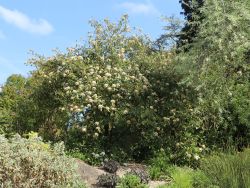 Prager Schneeball  'Pragense' - Viburnum 'Pragense'