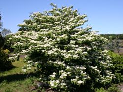 Baumschule Horstmann: Japanischer Schneeball Mariesii, 60-80 cm, Viburnum plicatum Mariesii