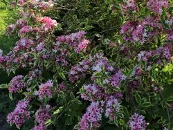 Buntbl�ttrige Weigelie 'Nana Variegata' - Weigela florida 'Nana Variegata'