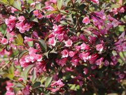 Rotbl�ttrige Weigelie 'Purpurea' - Weigela florida 'Purpurea'