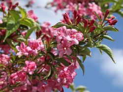 Weigelie 'Styriaca' - Weigela 'Styriaca'