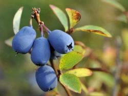 Honigbeere / Maibeere 'Blue Velvet' � / Sibirische Blaubeere - Lonicera kamtschatica 'Blue Velvet'  �