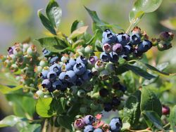 Heidelbeere 'Duke' - Vaccinium corymb. 'Duke'