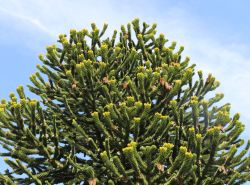 Chilenische Schmucktanne, 60-70 cm, Araucaria araucana, Containerware