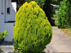 Gelbe Gartenzypresse - Chamaecyparis lawsoniana 'Stardust'