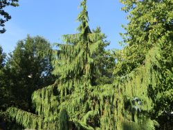 M�hnen-Nutkazypresse - Chamaecyparis nootkatensis 'Pendula'