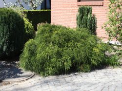 Gr�ne Zwergfadenzypresse - Chamaecyparis pisifera 'Filifera Nana'
