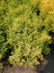 Gelbe Mooszypresse 'Plumosa Aurea' / Goldfederzypresse - Chamaecyparis pisifera 'Plumosa Aurea'
