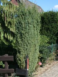 Irischer S�ulenwacholder 'Hibernica' / Raketenwacholder - Juniperus communis  'Hibernica'