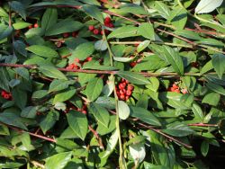 Baumschule Horstmann: Immergrüne Strauchmispel, 80-100 cm, Cotoneaster salicifolius, Containerware