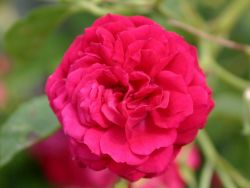 Ramblerrose 'Chevy Chase' - Rosa 'Chevy Chase'