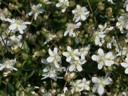 Fingerstrauch Potentilla tridentata 'Nuuk', 10-15 cm,  Topfware