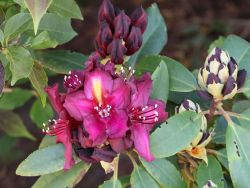 Rhododendron `Frank Galsworthy`, 25-30 cm, Containerware