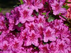 Japanische Azalee auf Stamm, Stamm 50 cm, 60-70 cm, Azalea japonica Stamm Japanische Azalee auf Stamm, Stamm 50 cm, 60-70 cm, Azalea japonica Stamm