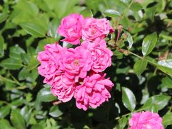Beetrose `Lovely Fairy`, Rosa `Lovely Fairy`, Topfballen