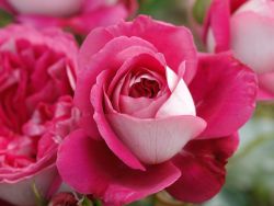 Edelrose `Maxim` �, Rosa `Maxim` �, Containerrosen