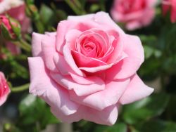 Strauchrose `Dornr�schenschloss Sababurg` �, Containerware