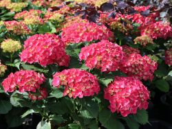 Bauernhortensie 'Leuchtfeuer' - Hydrangea macrophylla 'Leuchtfeuer'