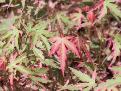 Baumschule Horstmann: Fächer-Ahorn Taylor, 25-30 cm, Acer palmatum Taylor, Containerware