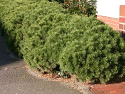 Kriechkiefer / Zwerglatsche / Zwergkiefer / Kniekiefer - Pinus mugo pumilio