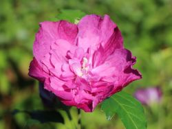 Garteneibisch 'Purple Ruffles' - Hibiscus syriacus 'Purple Ruffles'