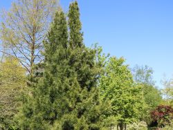 Japanische Schirmtanne, 40-50 cm, Sciadopitys verticillata, Containerware