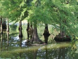 Sumpfzypresse / Sumpfeibe, 60-80 cm, Taxodium distichum, Containerware