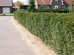 Eibe / Taxus, 10-15 cm, Taxus baccata, Topfware