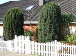 S�uleneibe - Taxus baccata 'Fastigiata'