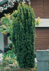 Taxus baccata Fastigiata - Gr�ne S�uleneibe