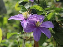 Clematis 'Justa' - Clematis 'Justa'