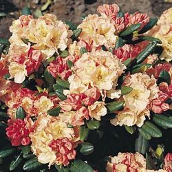 Rhododendron Hybride `Rimini`, 25-30 cm, Containerware