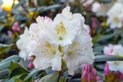 Rhododendron yakushimanum `Blankenese`, 30-40 cm, Containerpflanzen