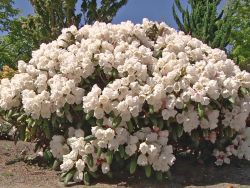 Rhododendron `Schneekissen`, Rhododendron yakushimanum `Schneekissen`