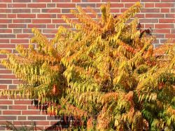 Essigbaum, Hirschkolben-Sumach, 80-100 cm, Rhus typhina `Tiger Eyes`
