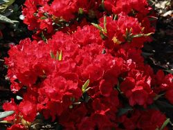 Rhododendron repens `Pumuckl`, 30-40 cm, Containerware