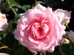 Englische Rose `Wife of Bath`, Rosa `Wife of Bath`, Containerware