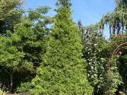 Goldspitzen Lebensbaum `Aurescens`, 40-60 cm, Thuja plicata `Aurescens`